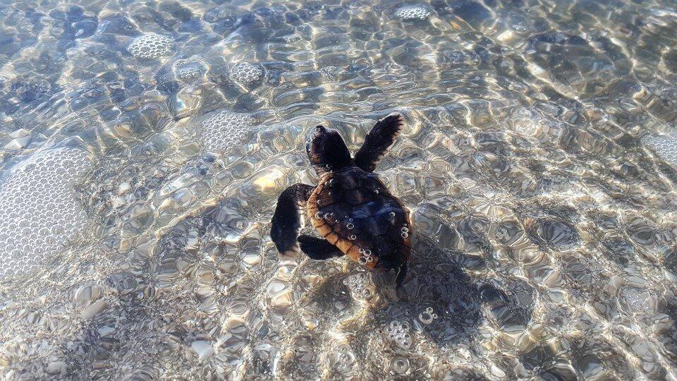 baby-loggerhead-2