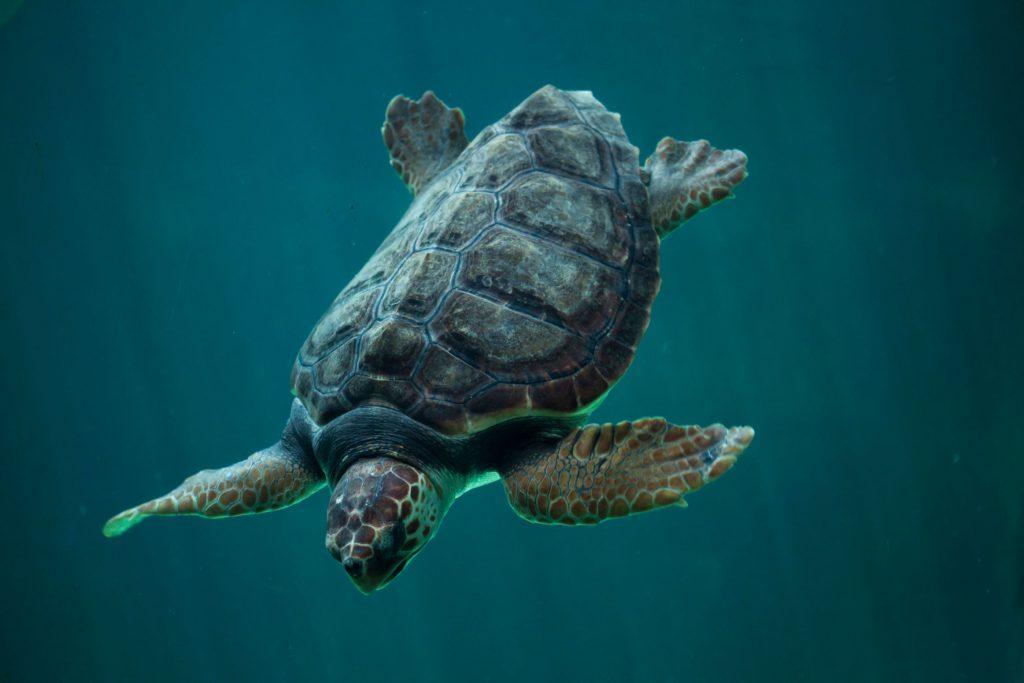 loggerhead-sea-turtle-1024x683