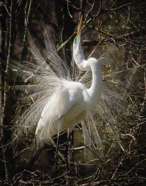 magnolia-plantation-bird